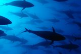 Smutnější je tento příběh: Před nedávnem se z tuňáka, jedné z nejběžnějších ryb ve Středomoří a dlouholeté ekonomické podpory okolních zemí, stal základ lukrativního obchodu ve světovém rybářském průmyslu. Po několika desetiletích průmyslového rybolovu je tento druh téměř na pokraji vyhynutí. 27 zemí EU se rozhodlo podpořit zákaz obchodu s tuňákem.
Tato největší kostnatá ryba na světě se může dožít i 30 let a dosáhnout váhy přes 600kg. Od šedesátých let se jejich stav snížil o 97%. V současnosti ale rybářské flotily každoročně produkují 60 tisíc tun jeho masa, přičemž udržitelná míra úlovku je cca 7500 tun. Fotografie byla pořízena v zajetí při krmení ryb na Maltě. Tyto ryby byly nakonec podávány jako součást japonského pokrmu Sushi.