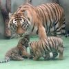 Tygři usurijští v olomoucké zoo