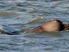 Do Temže mimo mořských koníků výjimečně zavítá i velryba