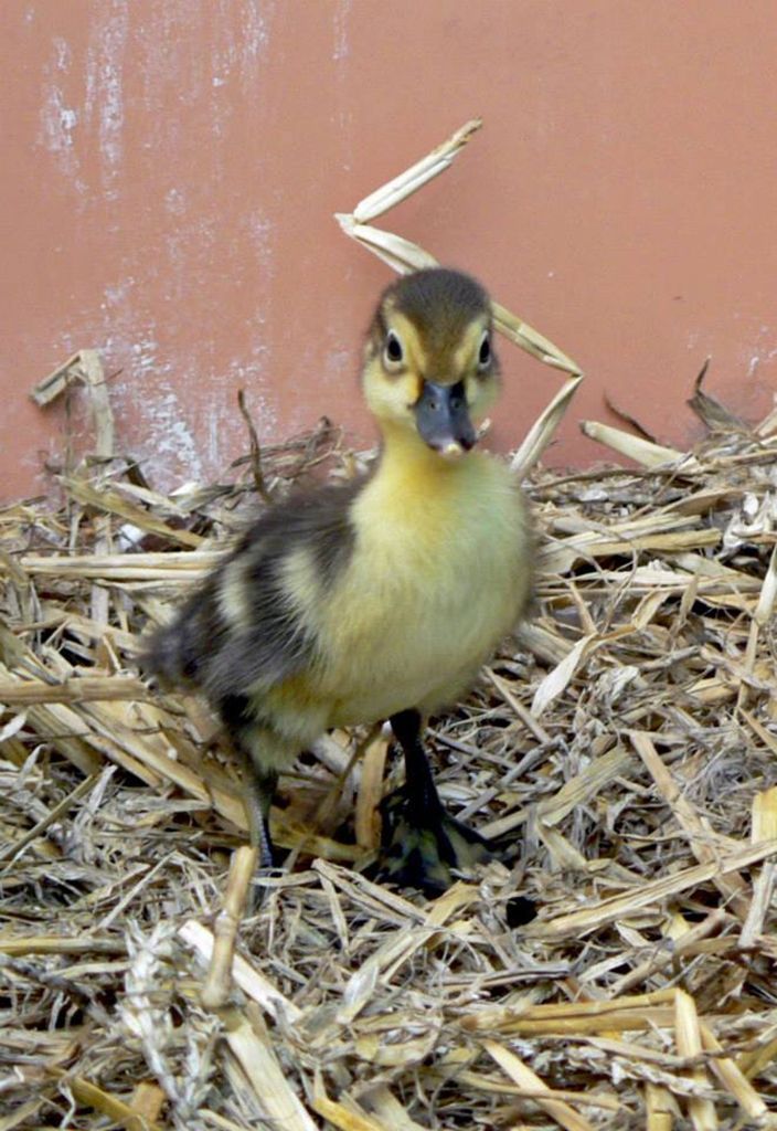 Zoo Zlín - pižmovka bělokřídlá