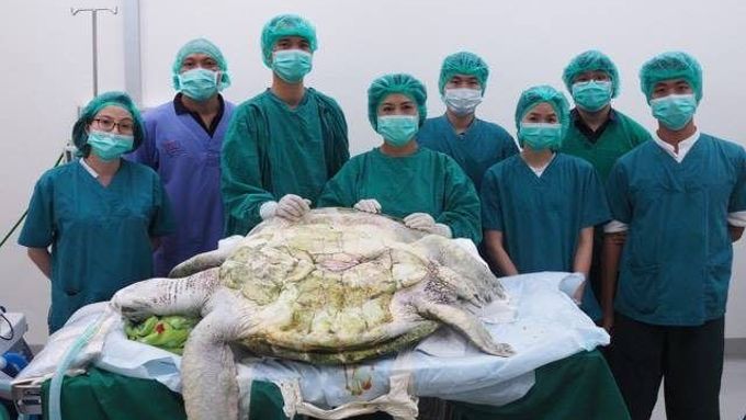 Želva spolykala skoro tisíc mincí, které jí hodili pověrčiví turisté. Po operaci zhubla o pět kilo