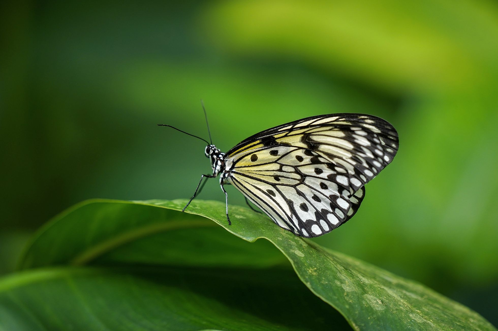 Motýli v Botanické zahradě v pražské Tróji, květen 2023