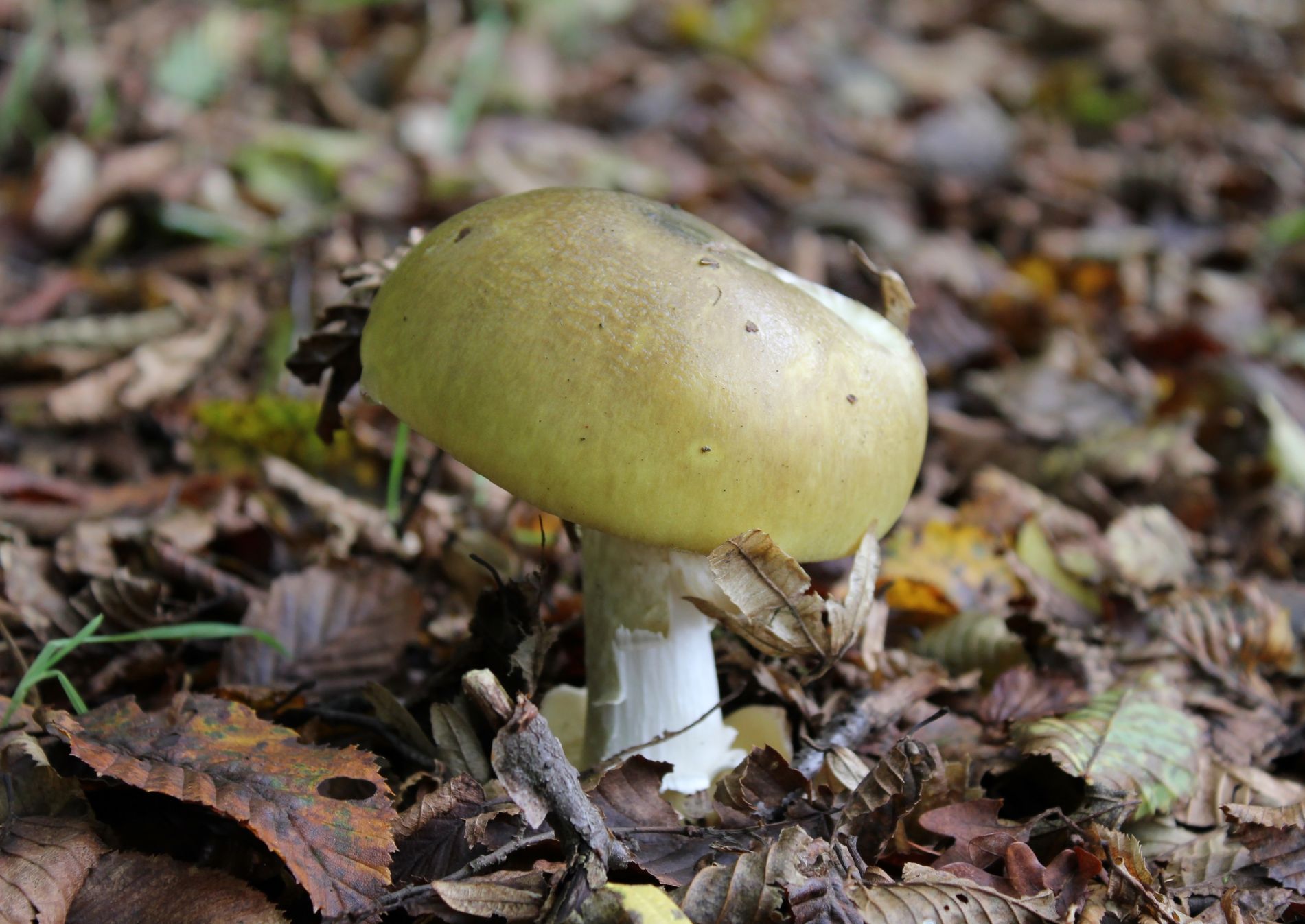 muchomůrka zelená - houba - houby