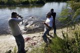 Paul Calcaterra míří na obrovského aligátora zatímco nedaleko Okeechobee na Floridě. Calcaterra musí všechny starší krokodýly vylovit a nahradit je mladšími druhy. Mladší jsou schopni vyprodukovat až 1500 vajíček za 8 let, zatímco starší jen 500.