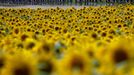 Cycling - Tour de France - Stage 8 - Libourne to Limoges - France - July 8, 2023 General view of the peloton in action during stage 8. REUTERS/Stephane Mahe           SEA