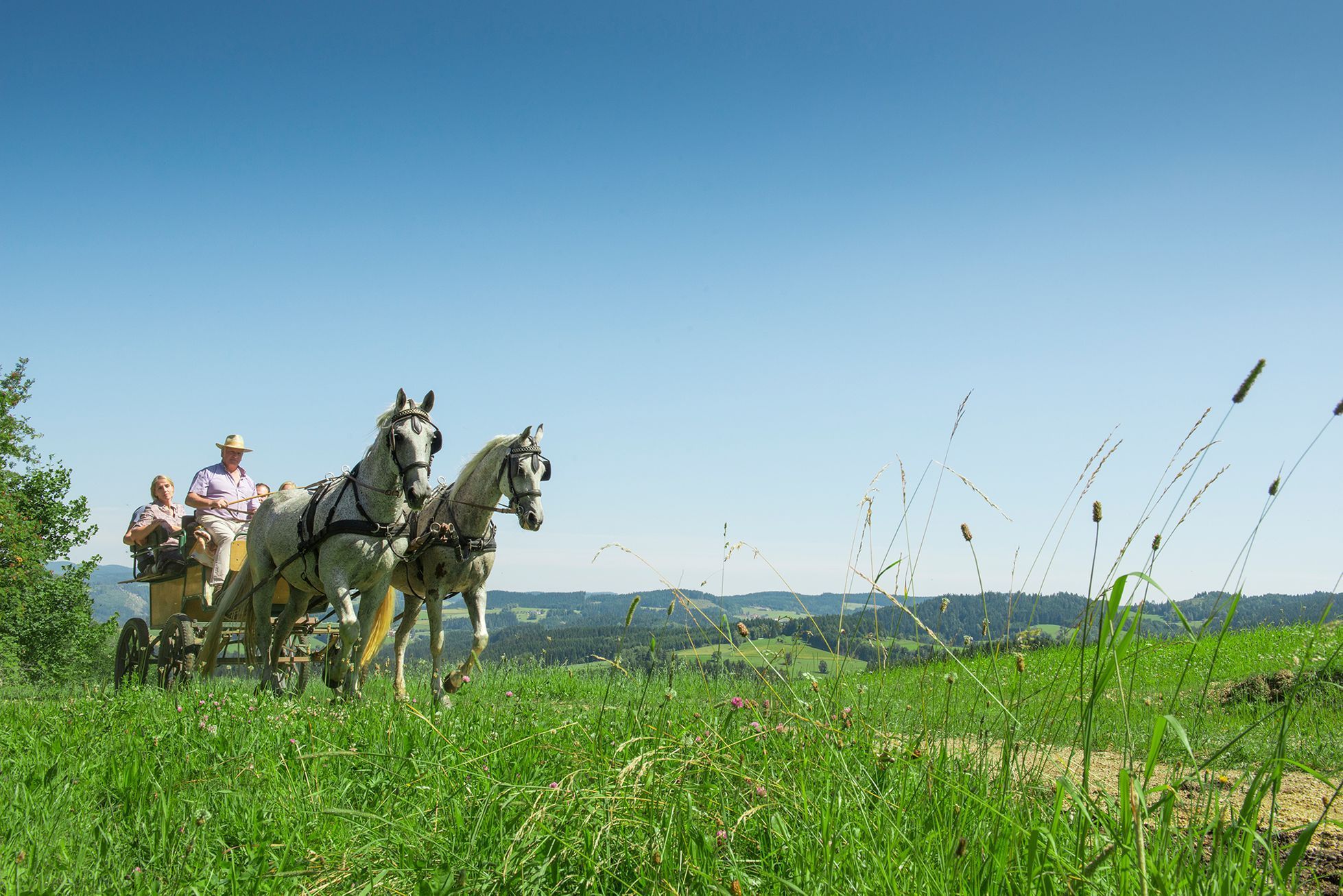 Koňské sedlo - Austrian Time