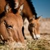 Foto: Krása Mongolska očima fotografa Petra Juračky !!! Fotografie nepoužívat v článcích !!!