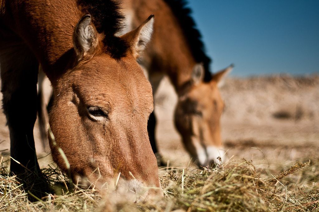 Foto: Krása Mongolska očima fotografa Petra Juračky !!! Fotografie nepoužívat v článcích !!!