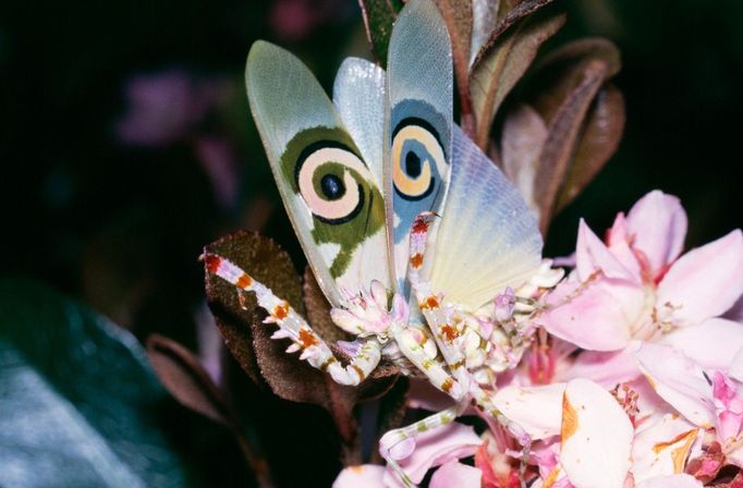 Kudlanka Wahlbergova (Pseudocreobotra wahlbergi)