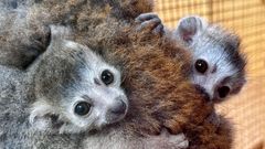 Lemur korunkatý, Zoo plzeň, lemur, dvojčata, mládě