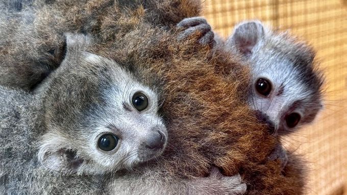Dvojčata madagaskarských lemurů korunkatých se poprvé podařilo odchovat v plzeňské zoologické zahradě.
