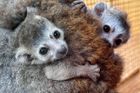 Chlupatá radost. Plzeňské zoo se poprvé podařilo odchovat dvojčata lemurů korunkatých
