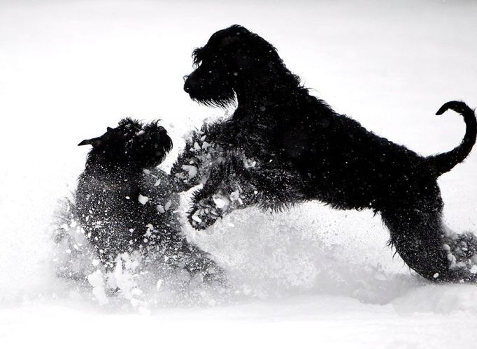 Psí radost v parku v Budapešti. Věděli jste, že stejně jako staří lidé, i starší hůře snášejí zimní období? Výzkum mezi veterináři, který před časem citovaly agentury, potvrdil, že počet zvířecích seniorů v jejich ordinacích právě v zimě prudce roste.