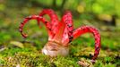 Květnatec Archerův (Clathrus archeri)