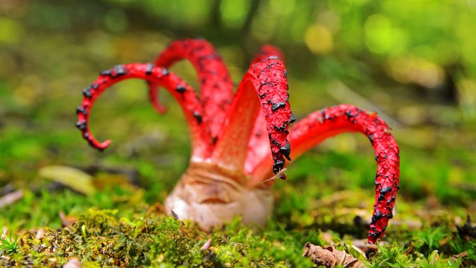 Květnatec Archerův (Clathrus archeri)