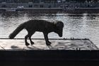 Opuštěný psík měří sedm metrů. Pražskou náplavku zdobí Skálova socha