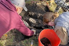 Hrabal se v záhoně a našel čelist mastodonta. V New Yorku žil před deseti tisíci lety