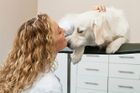 Syndrom vyhoření, agrese v ordinaci. "Jsme i psychologové pro lidi,“ říká veterinářka