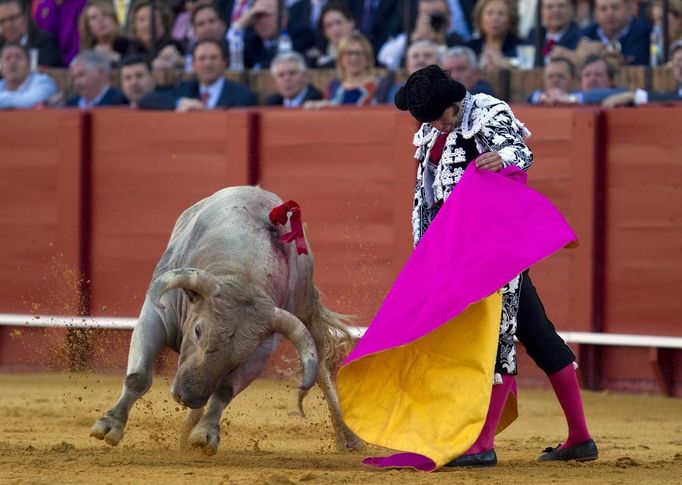 Spanish matador Morante de la Puebla performs a pass on a bull during a bullfight at the Maestranza bullring in Seville