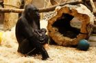 Zoo Praha slaví. Gorilí samice Kijivu porodila 4. mládě