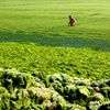 Jednorázová licence, není určeno pro články! Fotogalerie: Čínské pláže pokryly mořské řasy