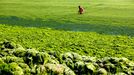 A tourist walks on the beach covered by the seaweed in Qingdao in east China's Shandong province Friday July 5, 2013. Thousands of workers are cleaning the beach contaminated by the algae called enteromorpha prolifera each day as the algae blooms in the sea south to the city.