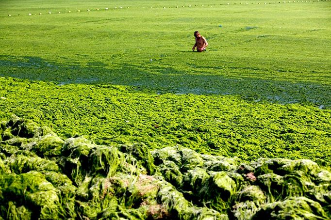 A tourist walks on the beach covered by the seaweed in Qingdao in east China's Shandong province Friday July 5, 2013. Thousands of workers are cleaning the beach contaminated by the algae called enteromorpha prolifera each day as the algae blooms in the sea south to the city.