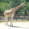 Žirafy v pražské zoo