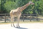Nápad desetiletí? Podle kraje plán na vybudování zoo