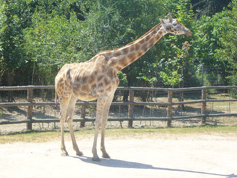 Žirafy v pražské zoo