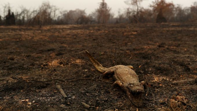 Foto: Na zemi leží sežehlí hadi i opice. V Brazílii hoří největší mokřad světa