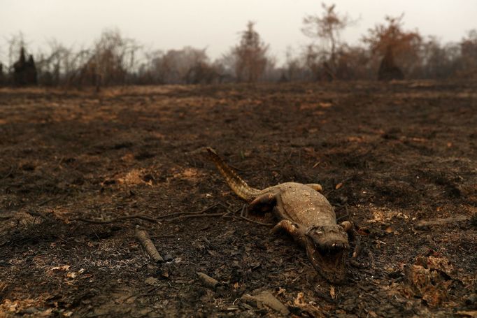 V Brazílii hoří největší mokřad světa Pantanal.