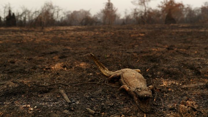 Foto: Na zemi leží sežehlí hadi i opice. V Brazílii hoří největší mokřad světa