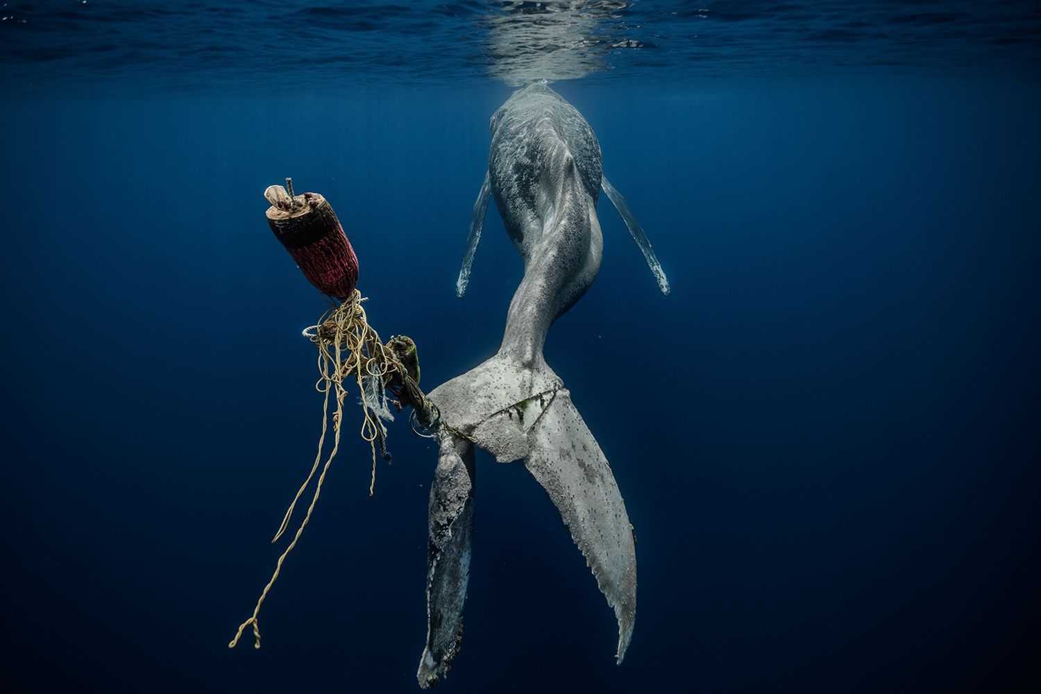 Vítězné fotografie ze soutěže Underwater Photographer of the Year 2023