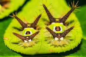 Motýl Greta i larva, co vypadá jako výkal. Nahlédněte do fascinujícího světa hmyzu
