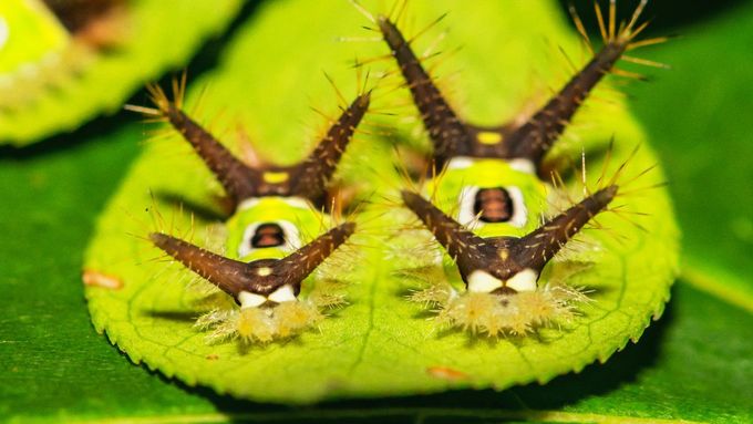 Motýl Greta i larva, co vypadá jako výkal. Nahlédněte do fascinujícího světa hmyzu