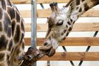 V pražské zoo se narodilo páté mládě žirafy Nory