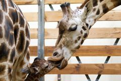 V pražské zoo se narodilo páté mládě žirafy Nory