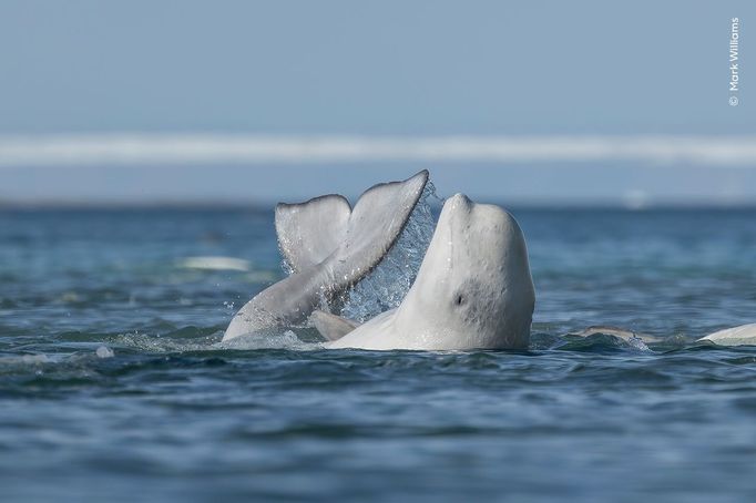 Fotografie ze soutěže Wildlife Photographer of the Year, které se utkají o cenu veřejnosti.