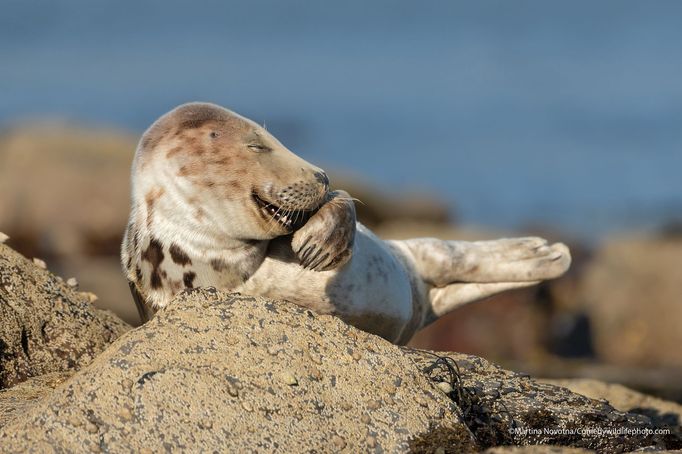 Finalisté fotografické soutěže Comedy Wildlife Photography Awards 2021