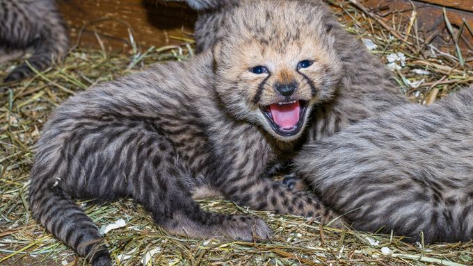 Gepardí mláďata. Zoologická zahrada v Praze chová gepardy od roku 1933 a letos v listopadu se narodila čtyři koťata samici Savannah.