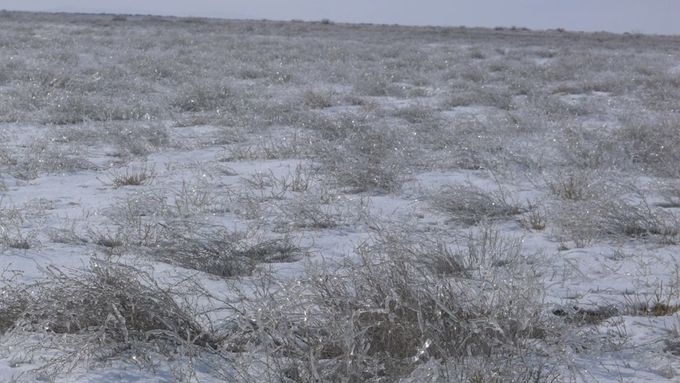 Video Petera Cusacka zachycuje cinkání stébel trávy Aralského jezera.