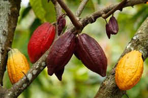 Z plantáže do hrnku: Než vám pod nosem zavoní kakao