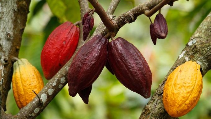 Z plantáže do hrnku: Než vám pod nosem zavoní kakao