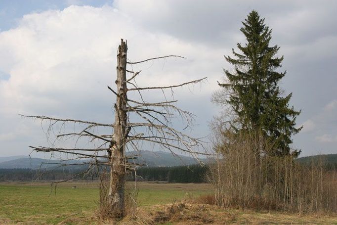 Mrtvý nebo živý strom?