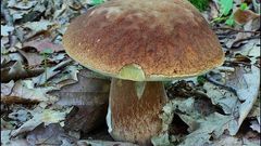 houby hřib dubový