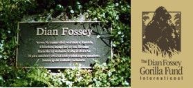 hrob Fossey