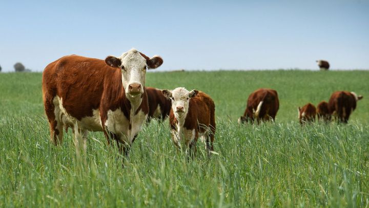 Trump zrušil dovozní cla na hovězí, ovoce či kávu, jejichž ceny rostou