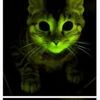 Fluoreskující kočka