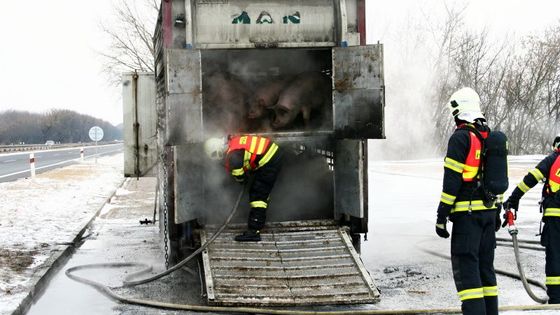 Požár kamionu se změnil v honičku s prasaty po R35